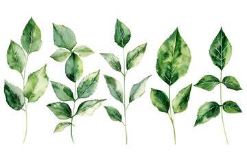 Watercolor Green Leaves Botanical Illustration Collection