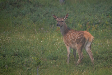 a red deer calf is grazing on a mountain meadow, at a summer evening