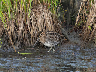 A Wilson's Snipe standing against the vegetation at the edge of a muddy pond