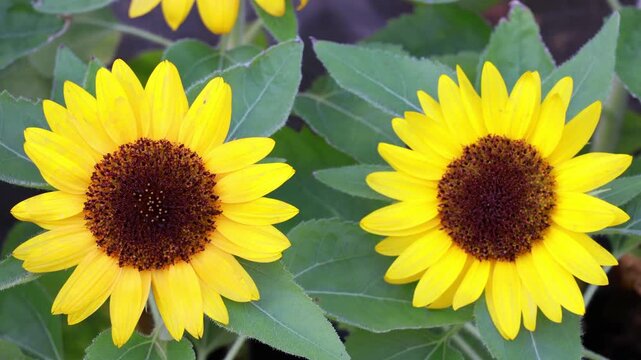 Pair of Vivid Yellow Sunflowers Blooming in the Gentle Wind Footage