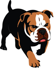Obraz premium Australian bulldog running forward energetic canine pet portrait