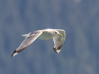 A close up of an adult Short-billed Gull in flight