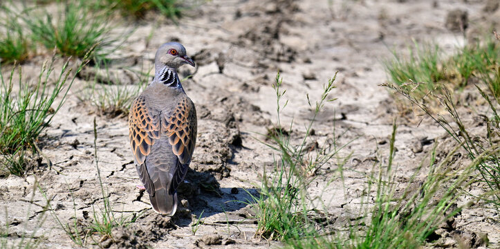 European turtle dove // Turteltaube (Streptopelia turtur)