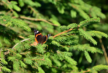 Admiral butterfly (Vanessa atalanta) on a coniferous tree