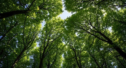 Fototapeta premium Green trees canopy view from below 