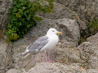 An adult Glaucous-winged Gull perched up on a rocky cliff with green vegetation around