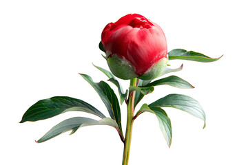 Obraz premium Red Peony Bud Closeup Dark Background