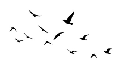 Flock of birds in flight silhouette on white background flying wings