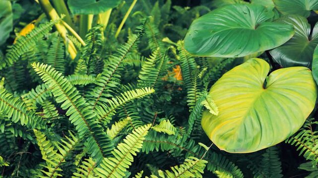 Footage of Ferns and Homalomena rubescens (Roxb.) Kunth or Queen of Hearts Plant in gentle sunlight