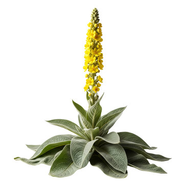 Mullein plant stands upright displaying a tall stalk with numerous yellow flowers against a isolated background.