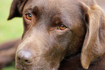 Chocolate brown labrador retriever dog head in close up