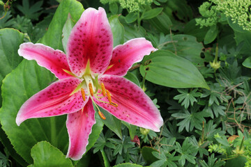 Pink lily flower in close up