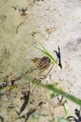 frog in the natural environment