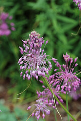 Purple keeled garlic flowers in close up