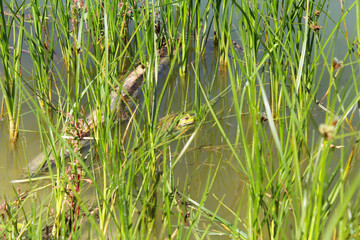 frog in the natural environment