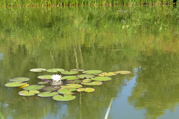 White Lotus. Romantic Lake Of Lotus