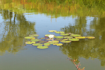 pond with yellow flowers