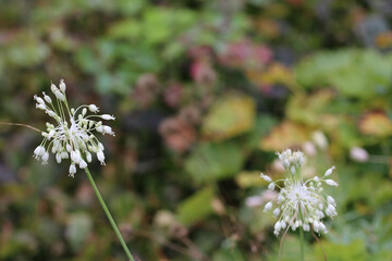 White keeled garlic flowers in close up