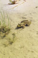 frog in the water, frog with green stripes and brown spots on the sand in a pond