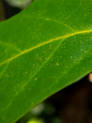 green leaf with water drops
