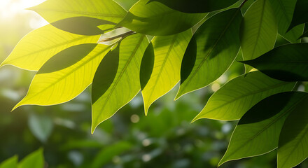 Close-up of vibrant green leaves with sunlight shining through, creating a natural and fresh scene.