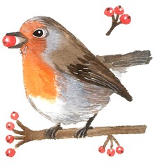  Watercolor illustration on white background. Robin and  berries.
