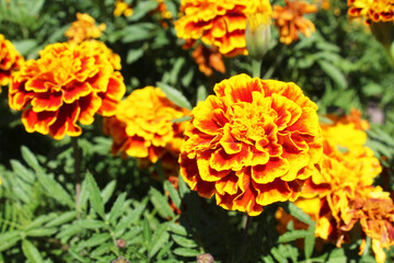 beautiful marigold flowers close-up on a blurred background
