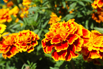 beautiful marigold flowers close-up on a blurred background