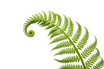 Vibrant fern leaf with characteristic serrated edges and prominent central stem displaying lush green coloration and texture, isolated on a transparent background