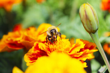 bee on an orange marigold flower
