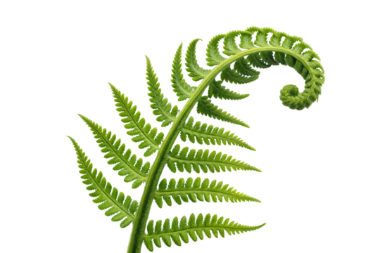 Elegant fern leaf with intricate feathery structure and spiral unfurling tip demonstrating nature's perfect geometric design patterns, isolated on a transparent background