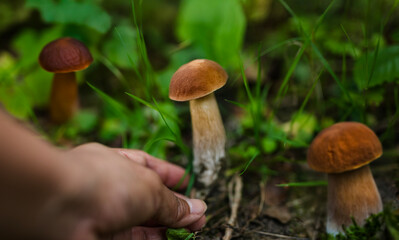 Close-up of freshly picked porcini mushrooms (Boletus edulis) held in hand in a forest setting. Capturing the essence of wild foraging and autumn harvest. Forest to table concept.
