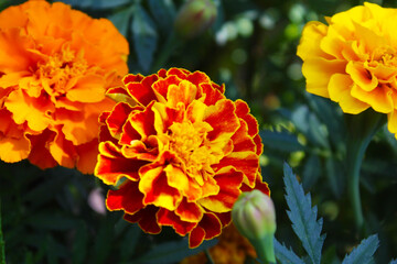 orange and yellow marigold flowers close-up