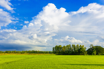 Afternoon rice field landscape with dramatic rainy season clouds in the countryside