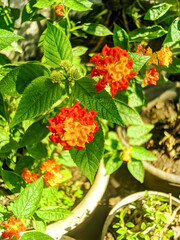 red and yellow flowers