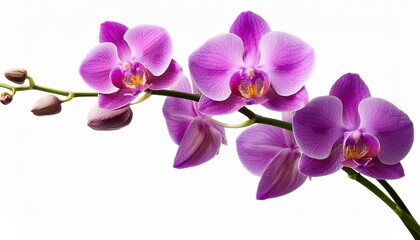 Obraz premium a delicate purple orchid with five blooming flowers and two buds on a single stem against a white background