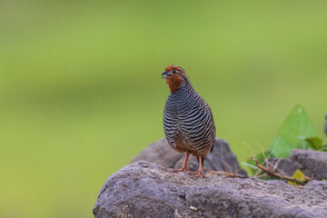 Jungle bush quail (Perdicula asiatica) at Saswad, Maharashtra, India.