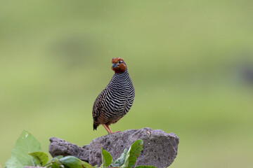 Jungle bush quail (Perdicula asiatica) at Saswad, Maharashtra, India.