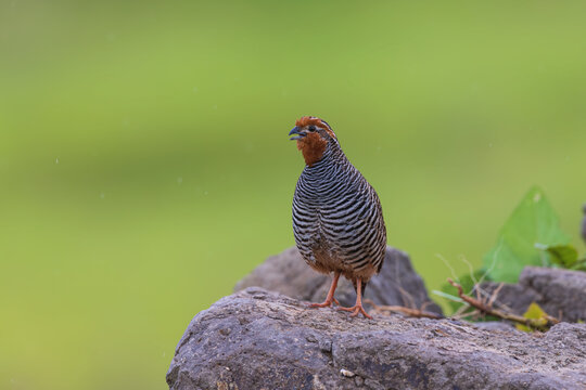 Jungle bush quail (Perdicula asiatica) at Saswad, Maharashtra, India.