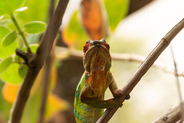 Camaleón pantera de madagascar © Alicia