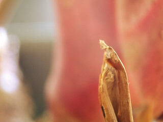 close up of a man holding a branch of a tree