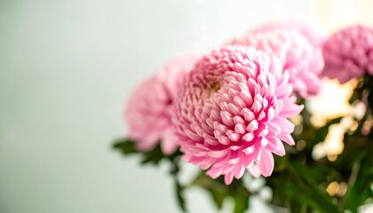 Close-up of pink chrysanthemum blossoms