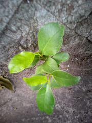 green leaf on the ground
