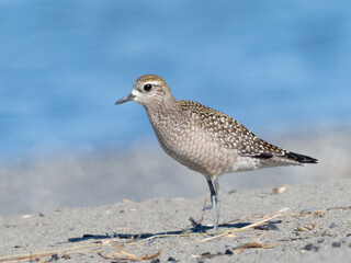 A close up of an American Golden-plover standing on a sandy beach with a blue ocean background