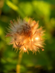 dandelion on a green background