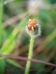 ladybird on a dandelion