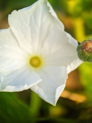 Fototapeta premium white poppy flower