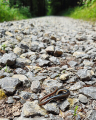 Close-up portrait of a little snake in the forest. wild nature