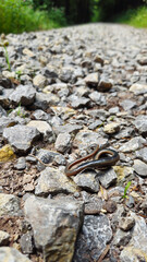 Close-up portrait of a little snake in the forest. wild nature