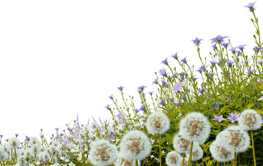3D render of colorful flower field on a hill with transparent background.	